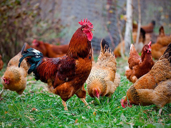 Породы куриц | ЗооТом - продажа, вязка и услуги для животных в Гаврилов Посаде