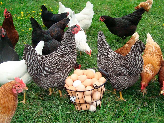 Содержание кур и уход за ними | ЗооТом - продажа, вязка и услуги для животных в Гаврилов Посаде