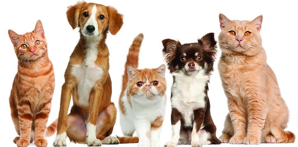 Доска объявлений о животных | ЗооТом - продажа, вязка и услуги для животных в Гаврилов Посаде