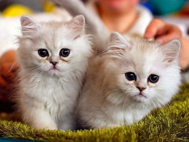 Породы кошек в Гаврилов Посаде | ЗооТом портал о животных