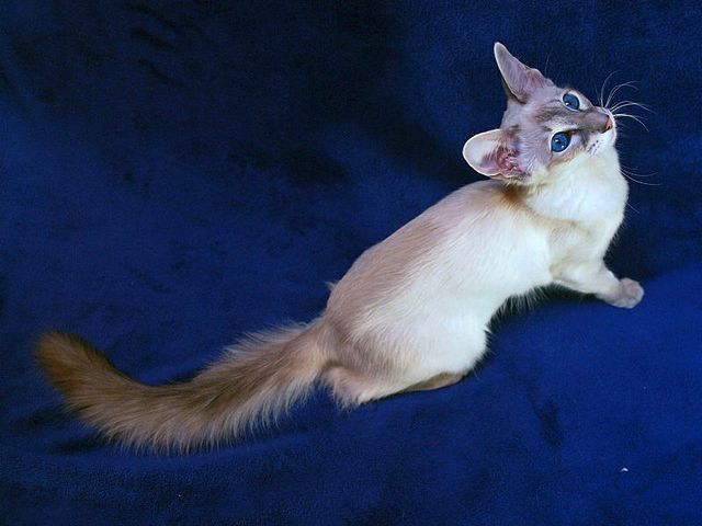 Выведенные породы кошек в Гаврилов Посаде | ЗооТом портал о животных