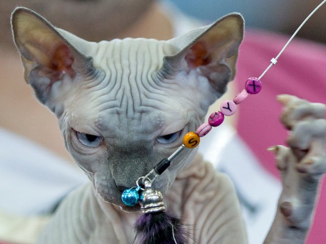 Выставки кошек в Гаврилов Посаде | ЗооТом портал о животных