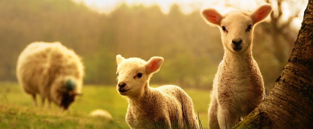 Объявления о сельскохозяйственных животных | ЗооТом - продажа, вязка и услуги для животных в Гаврилов Посаде