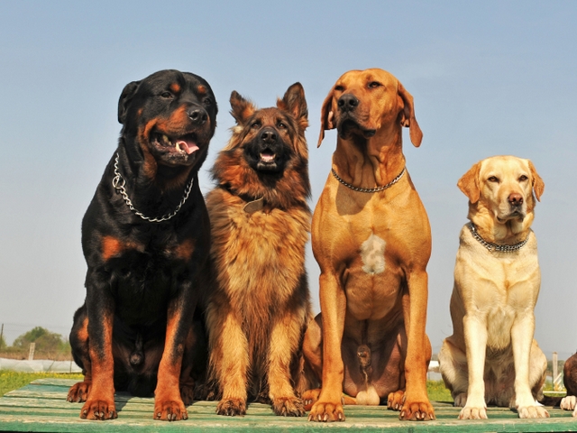 Крупные породы собак в Гаврилов Посаде | ЗооТом портал о животных