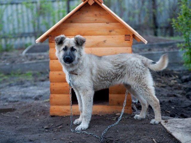 Все о собаках в Гаврилов Посаде